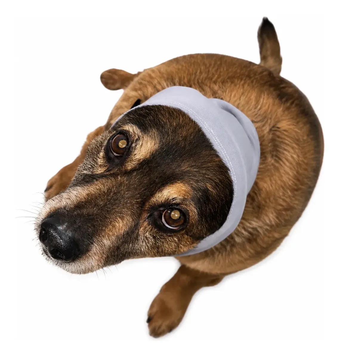 Protetor Auricular para Cachorro Week Pet – Abafador de Ruído, Proteção para Banho, Tosa e Otohematoma